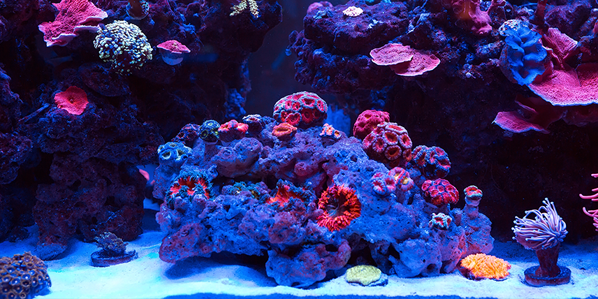 Teaser Blogbeitrag Aquarium