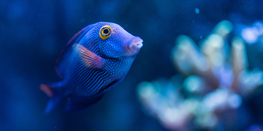 Fische